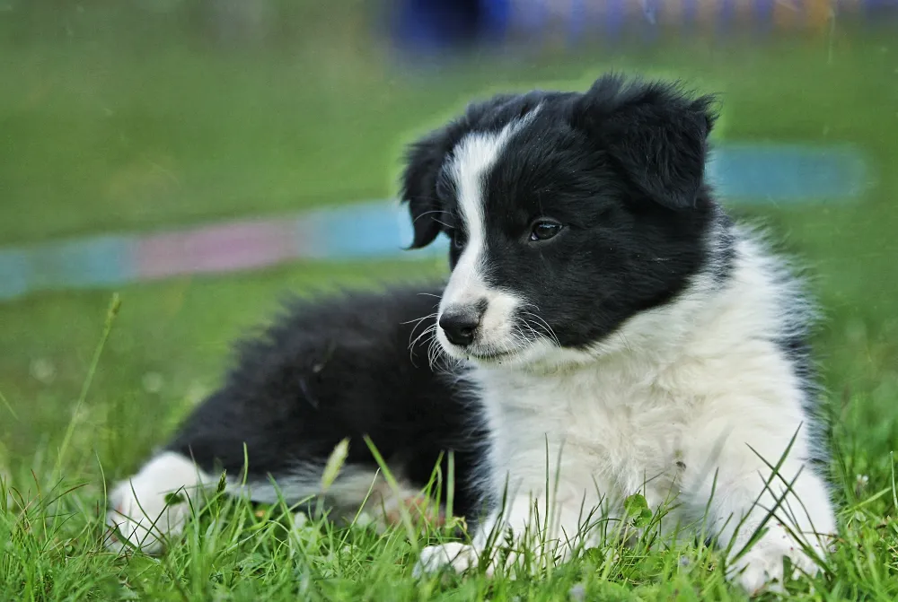 Szczeniak border collie na trawie