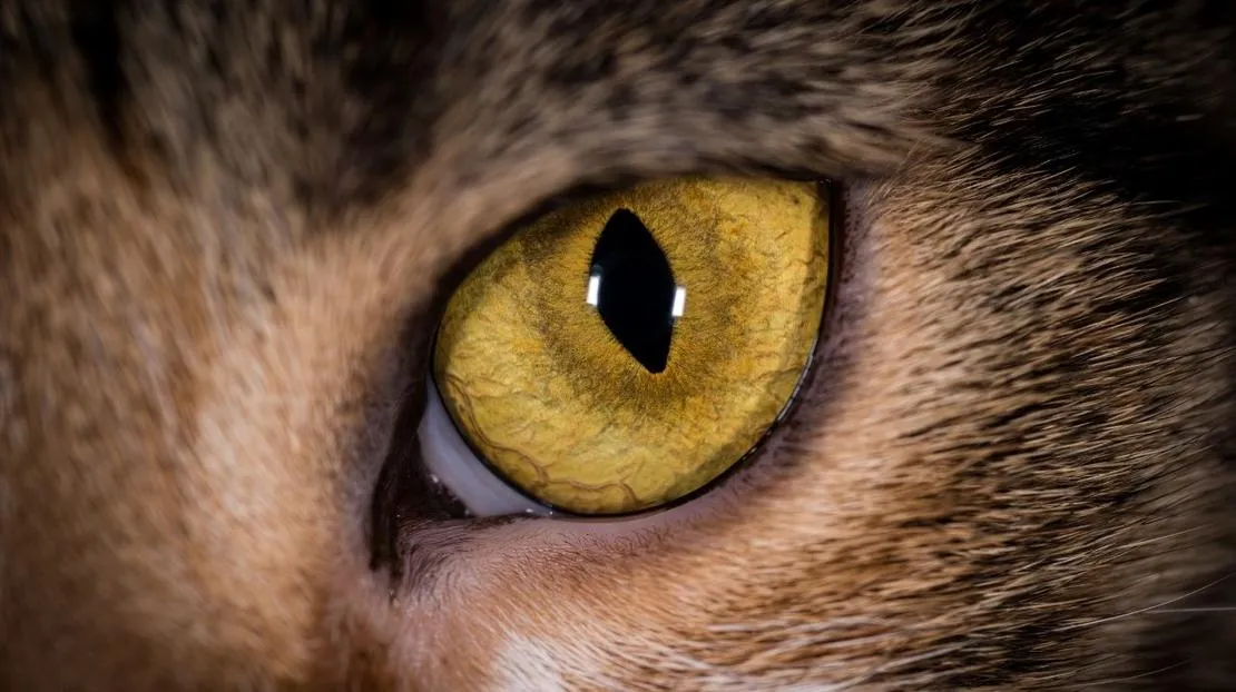 zdrowy kot, serce kota, oko kota