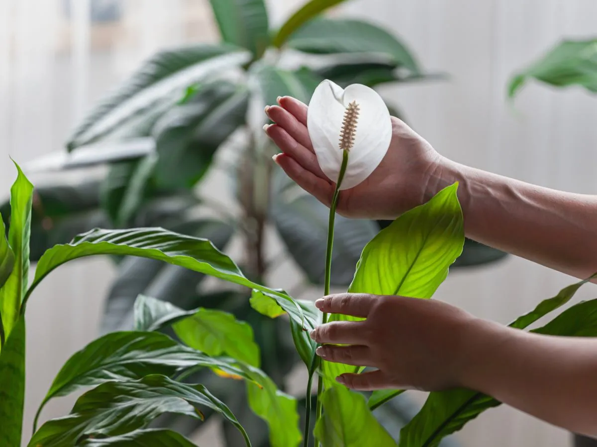 skrzydłokwiat podlewanie woda odstana