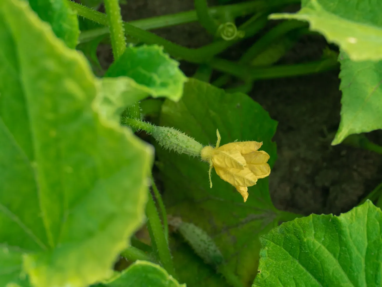 Młody og&oacute;rek z ż&oacute;łtym kwiatem. Zastanawiasz się, dlaczego og&oacute;rki nie kwitną? Ten pokazuje, że kwitnienie jest pierwszym krokiem do owocowania.