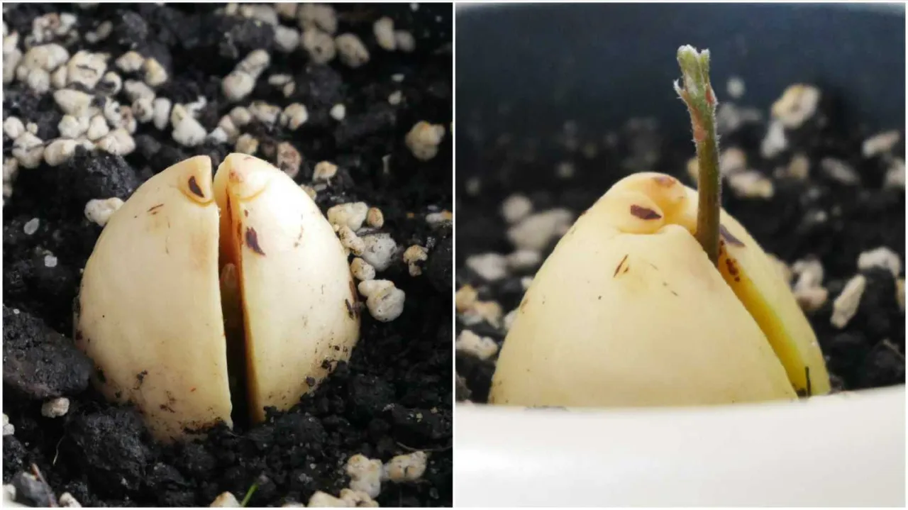 pestka awokado przygotowana do kiełkowania z zaznaczoną g&oacute;rą i dołem