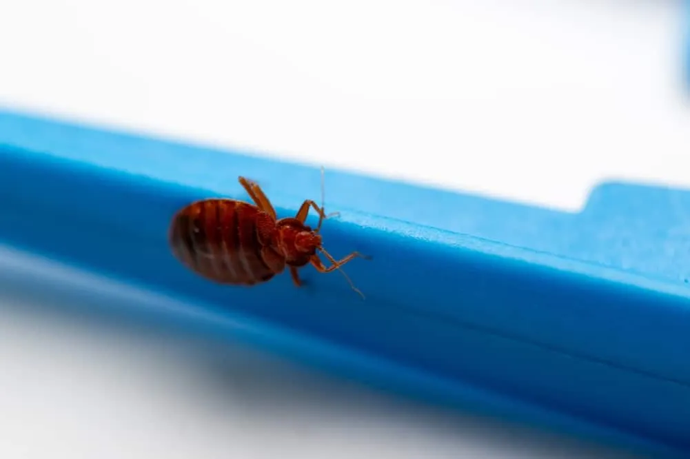 prusaki drogi migracji w bloku