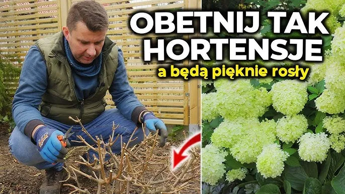 hortensja annabelle na pniu przycinanie