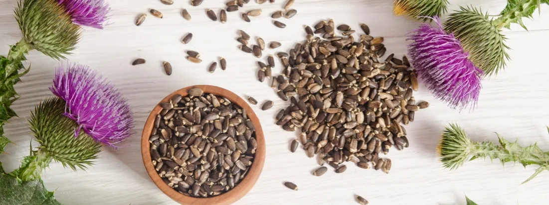 Różne formy ostropestu plamistego