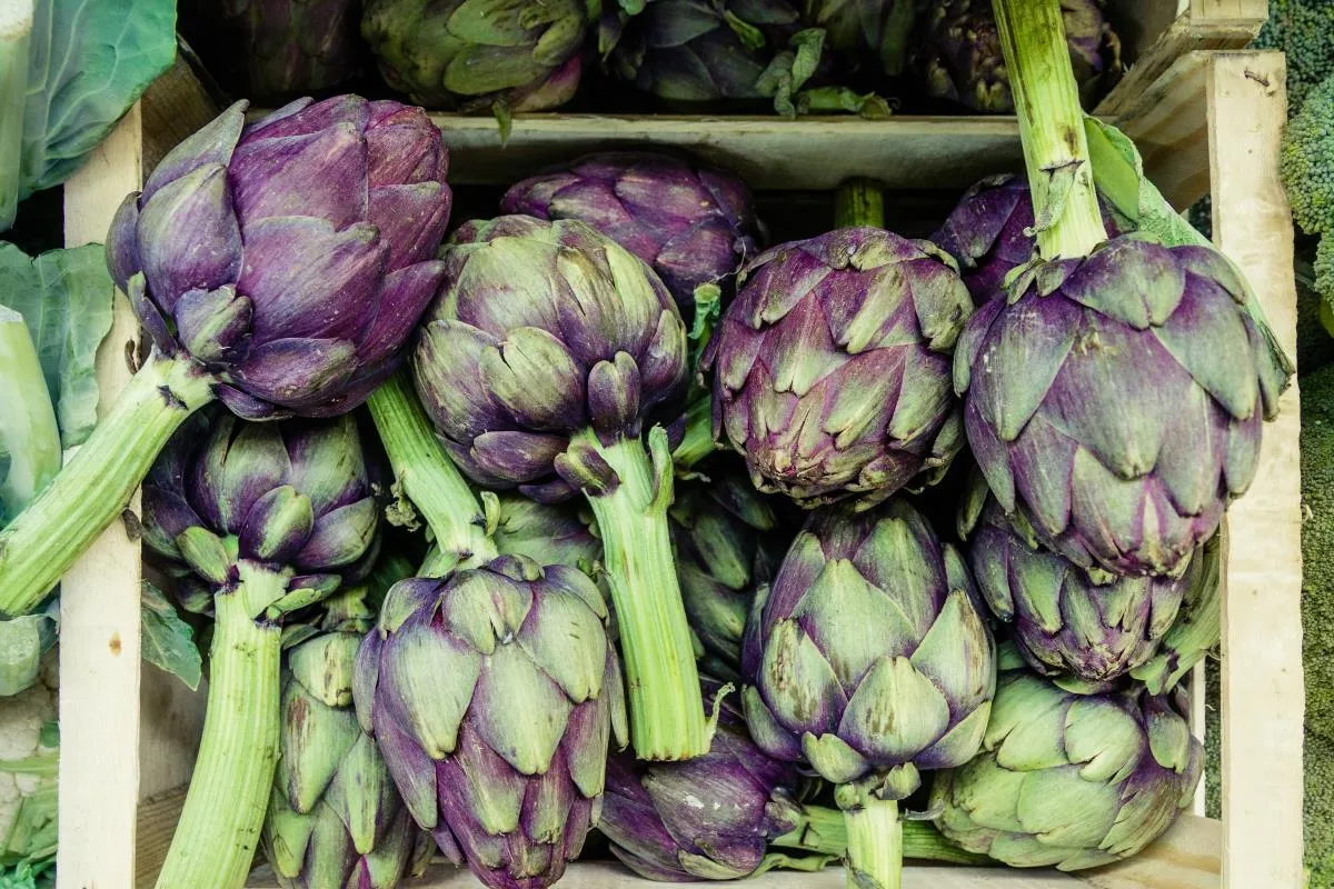 Carciofi freschi di stagione variet&agrave; italiane