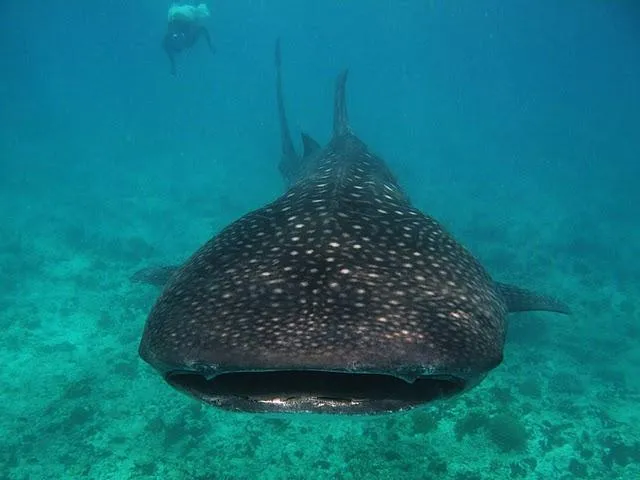 Malediwy nurkowanie rafa koralowa manty rekiny wielorybie