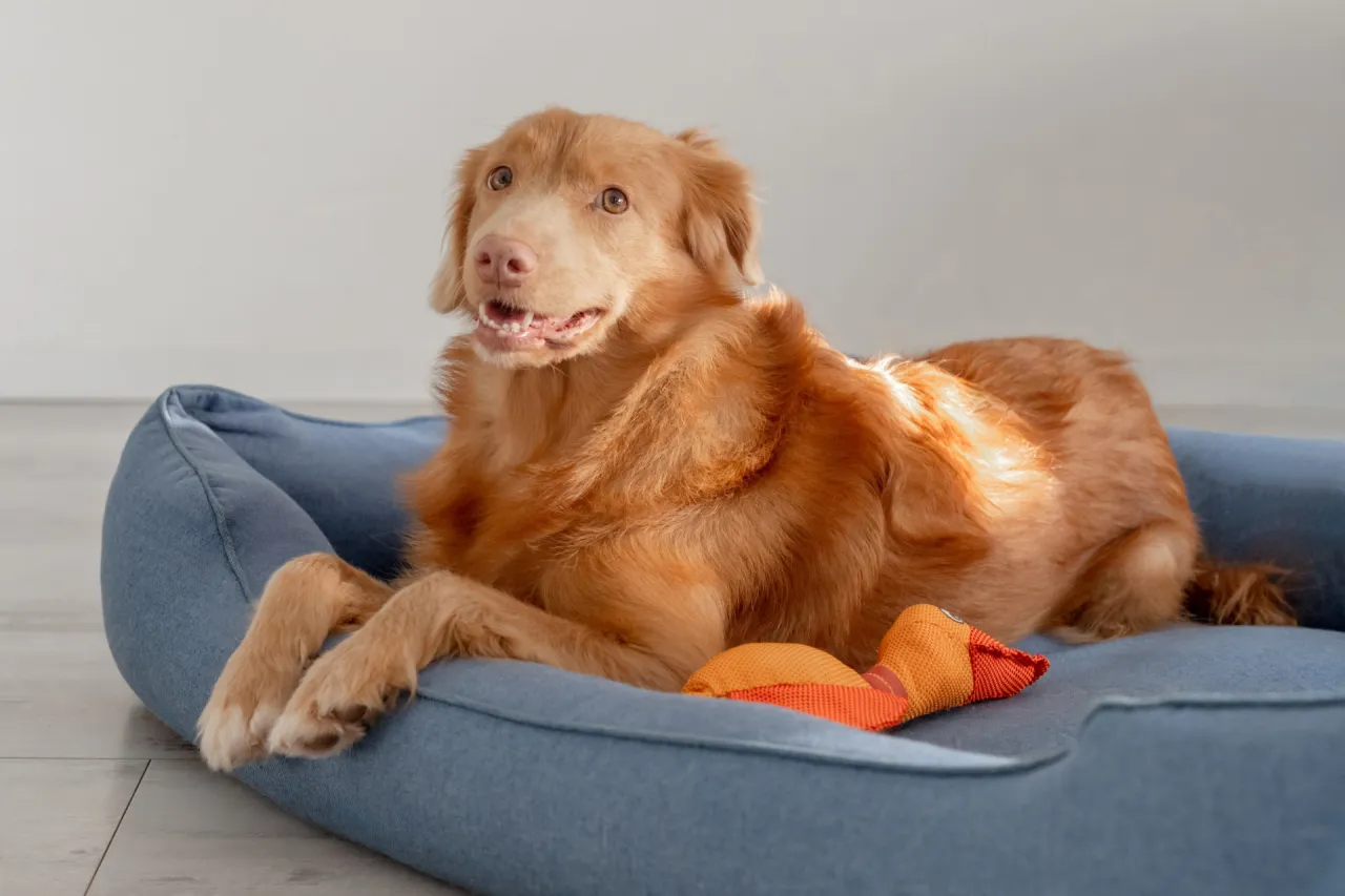 pies w legowisku, bezpieczna przystań dla psa