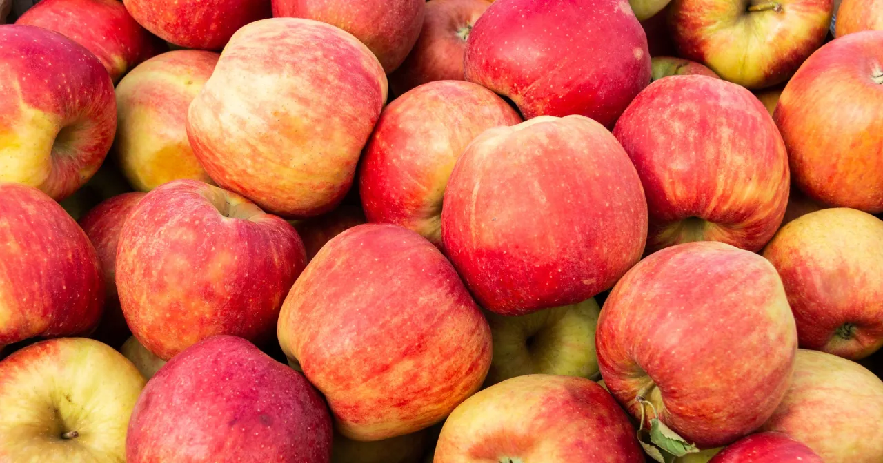 r&oacute;żne odmiany jabłek do szarlotki por&oacute;wnanie