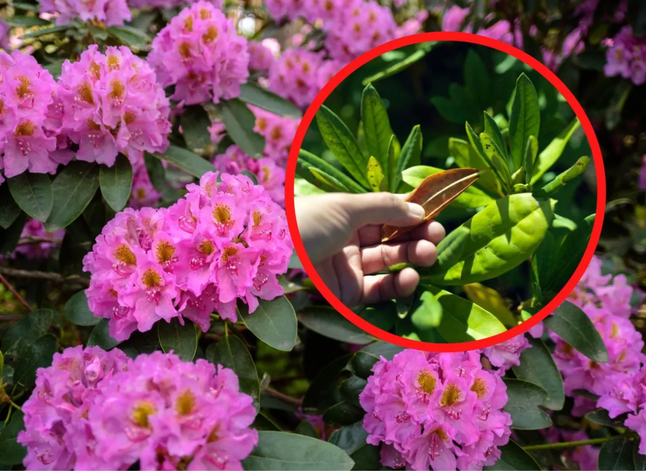 Rododendron liście i kwiaty