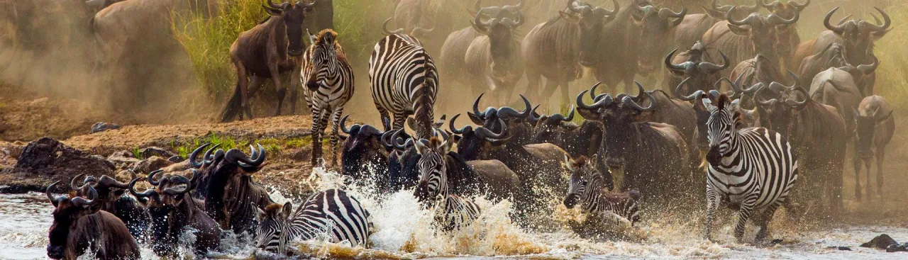 safari Wielka Migracja zwierząt Afryka Wschodnia