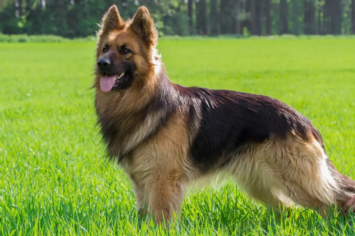 owczarek niemiecki dorosły je miska