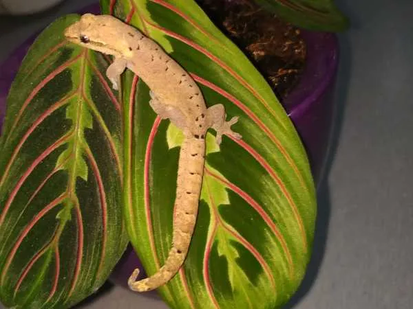 r&oacute;żne gatunki gekon&oacute;w orzęsionych i płaczących