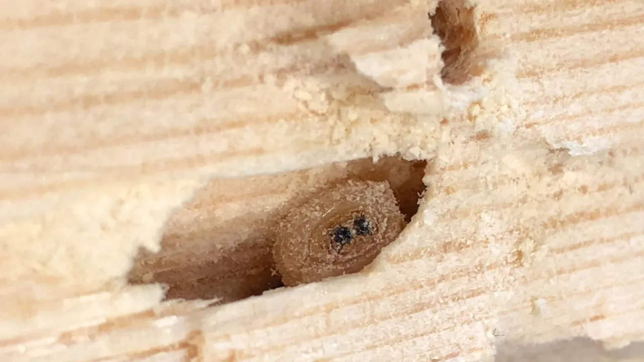 zdjęcia uszkodzeń mebli przez szkodniki drewna, otwory w drewnie, mączka drzewna