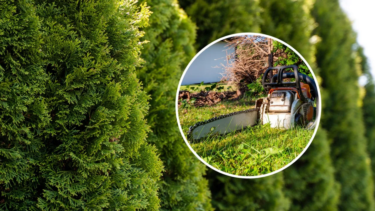 różnica drzewo krzew botanika