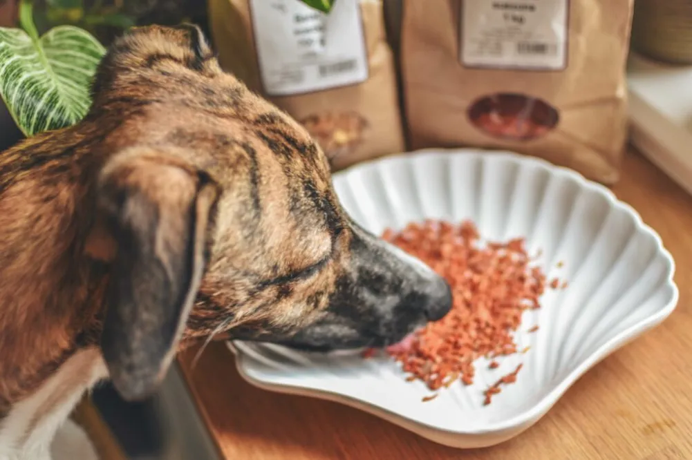 pies z miską warzyw