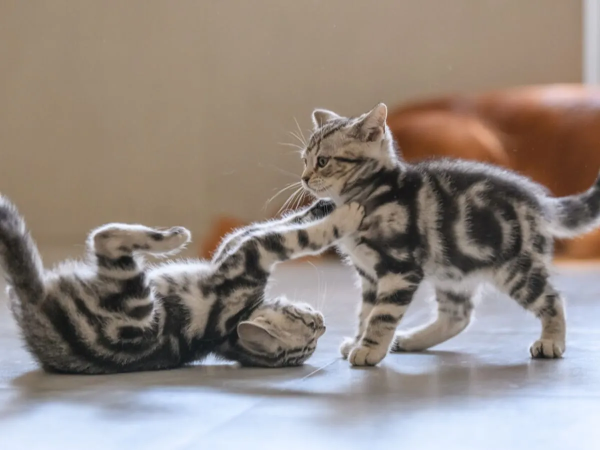 kociak płeć por&oacute;wnanie anatomia kotka kocur