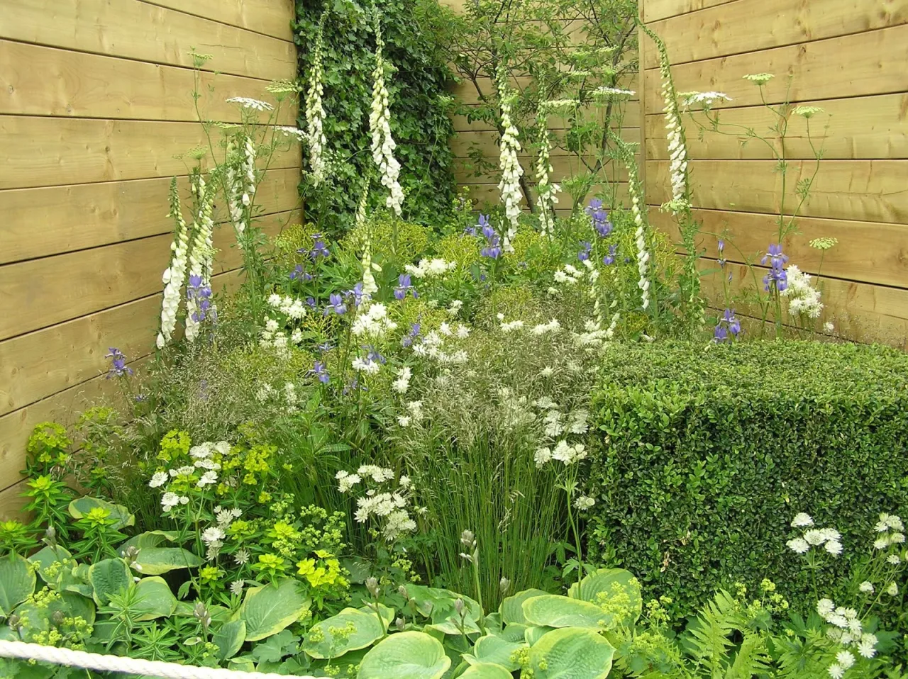 atlas chwast&oacute;w z białymi kwiatami