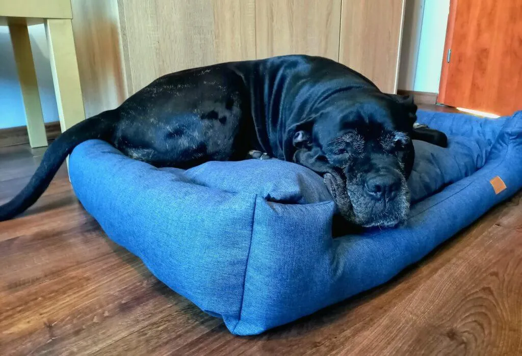 pies na niewygodnym legowisku