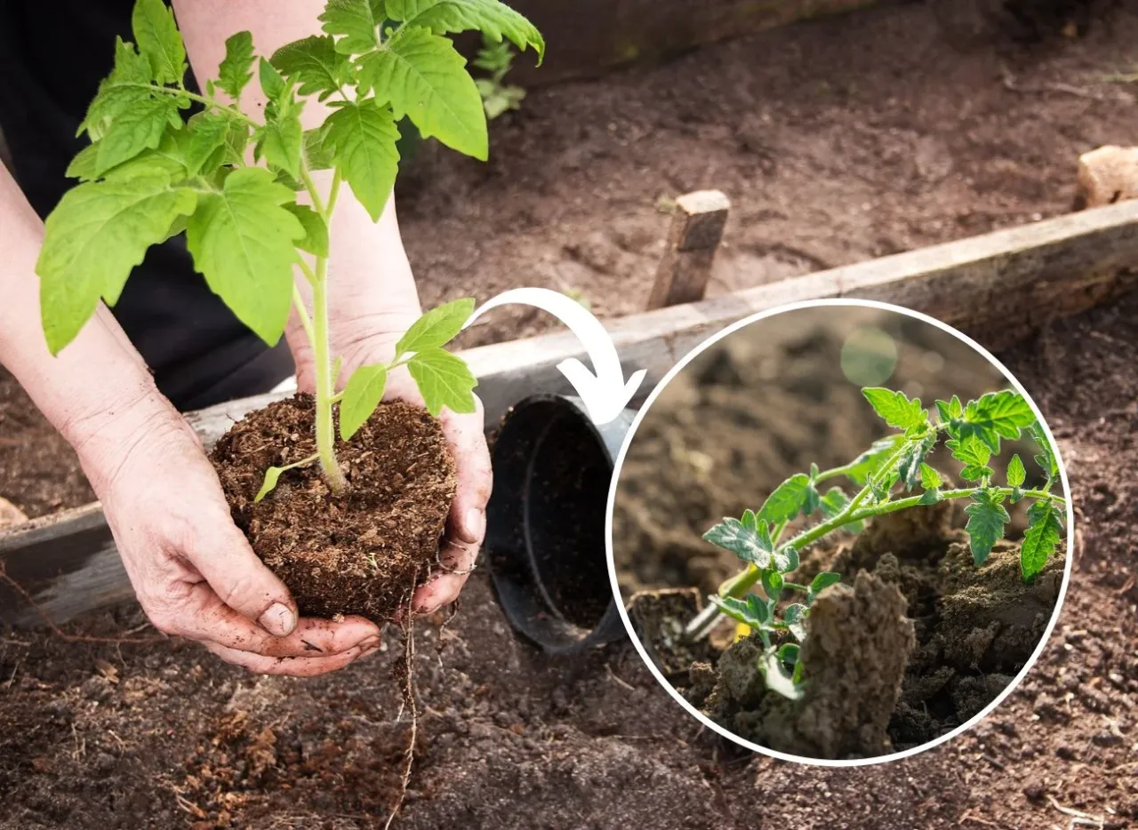 Sadzenie pomidor&oacute;w do gruntu po przymrozkach