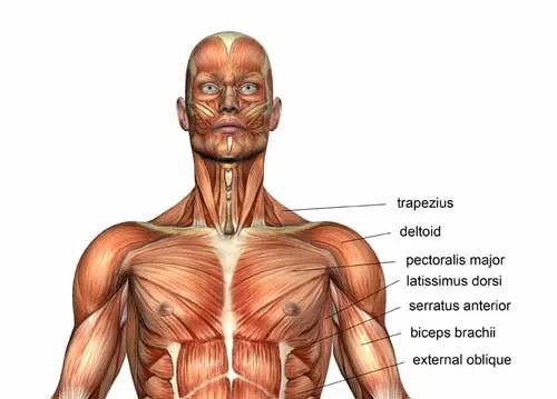 Anatomia mięśni klatki piersiowej