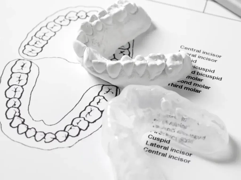 Diagram uzębienia dorosłego człowieka z numeracją
