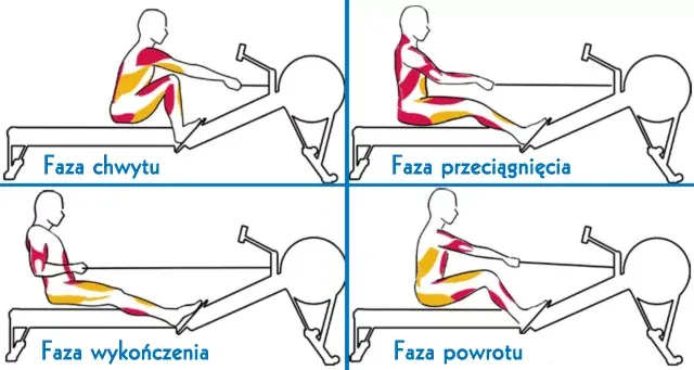 Prawidłowa technika wiosłowania na wioślarzu fazy ruchu