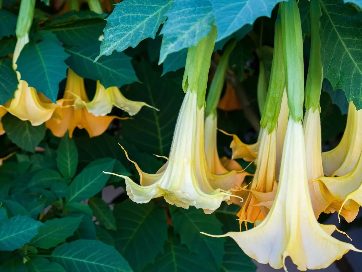 Kwiaty datury zwisające w d&oacute;ł, z zielonymi kielichami. Warto wiedzieć, jak przycinać datury na zimę, by pięknie rosły.