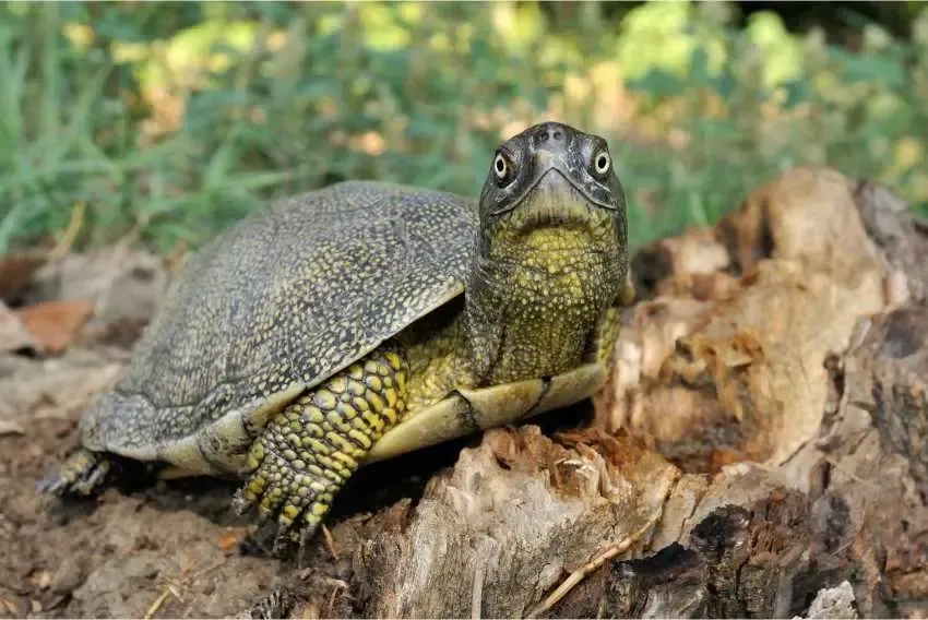 żółw błotny w naturalnym środowisku w Polsce