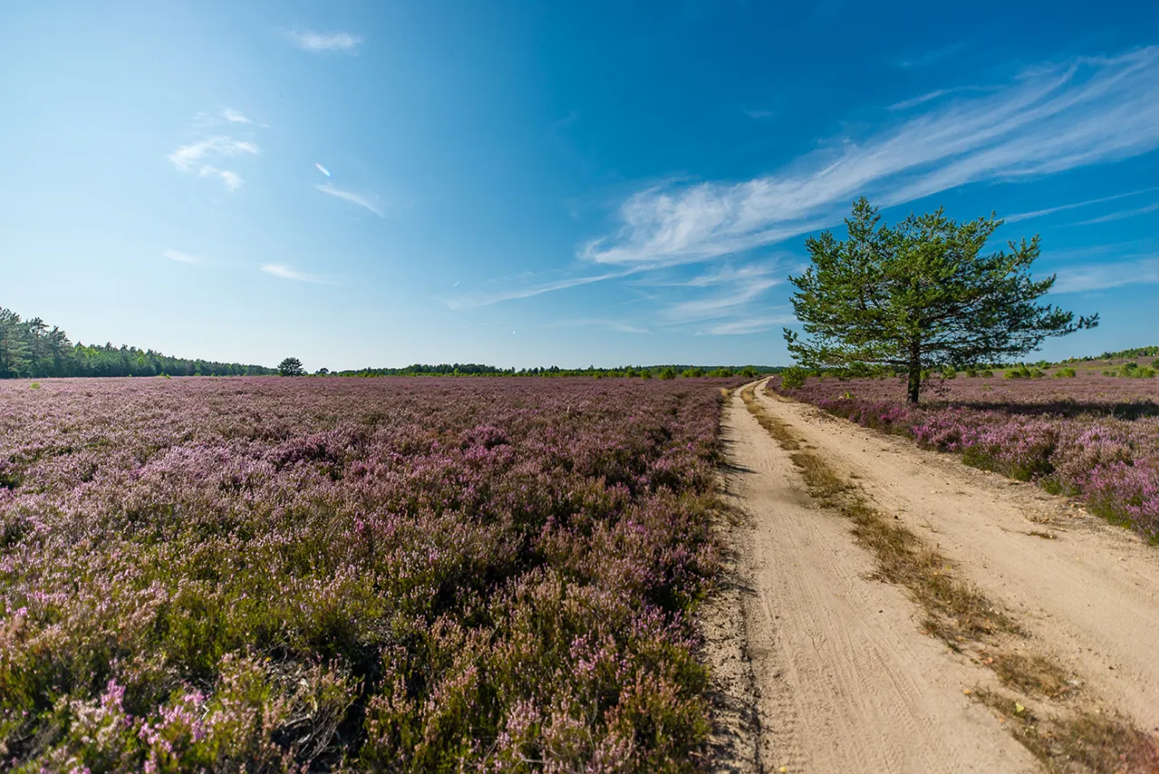 Wrzosowiska Kłomińskie fioletowy dywan