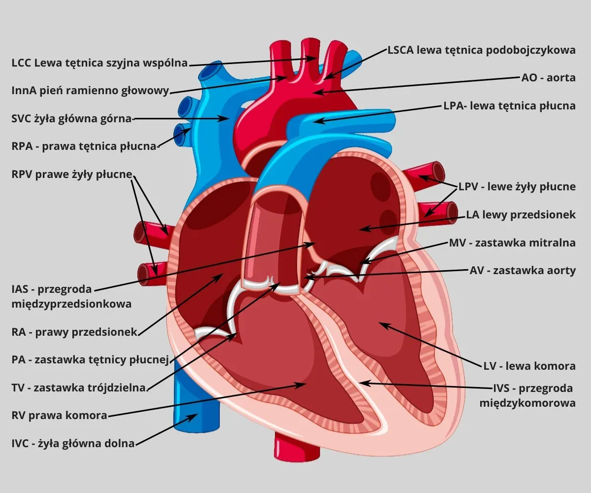 anatomia serca schemat budowa