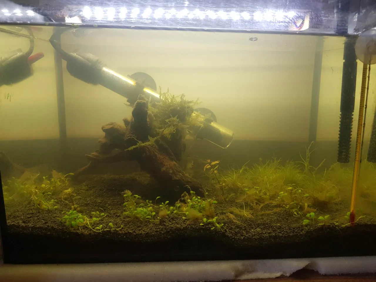 akwarium z glonami problem