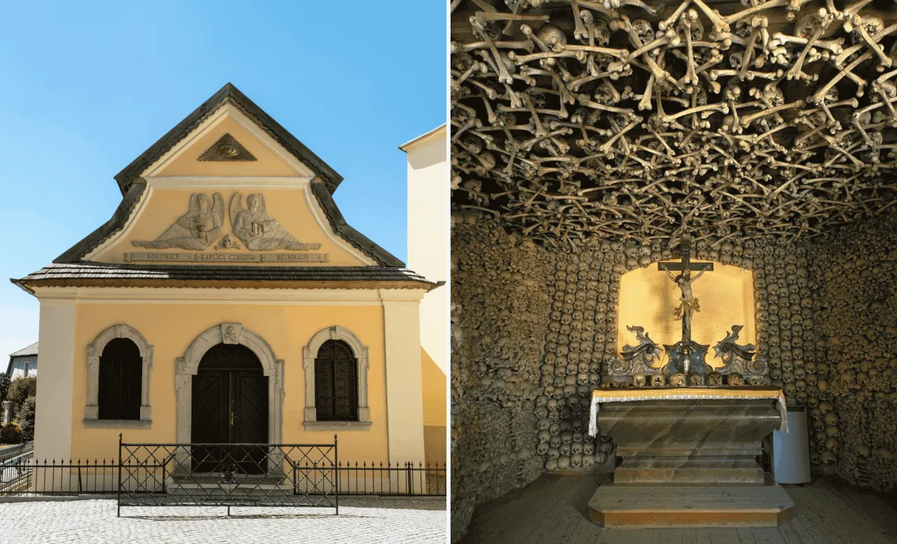 Szlak Ginących Zawodów alpaki