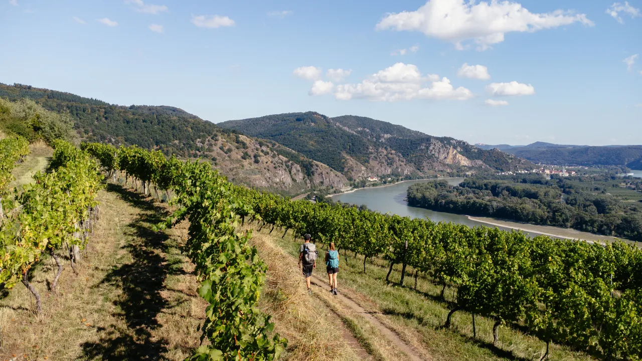 Dwie osoby z plecakami idą ścieżką przez winnicę w Dolnej Austrii, z rzeką i wzgórzami w tle.