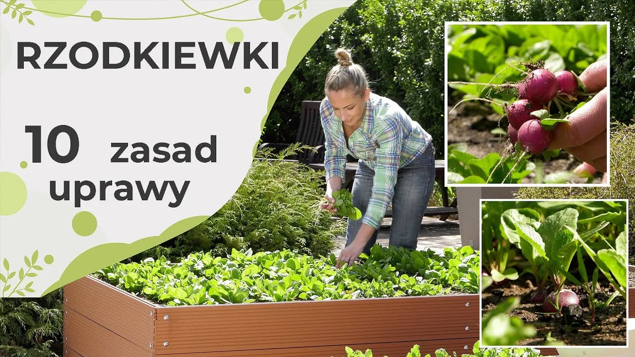 przygotowanie gleby pod rzodkiewkę, żyzna gleba do siewu