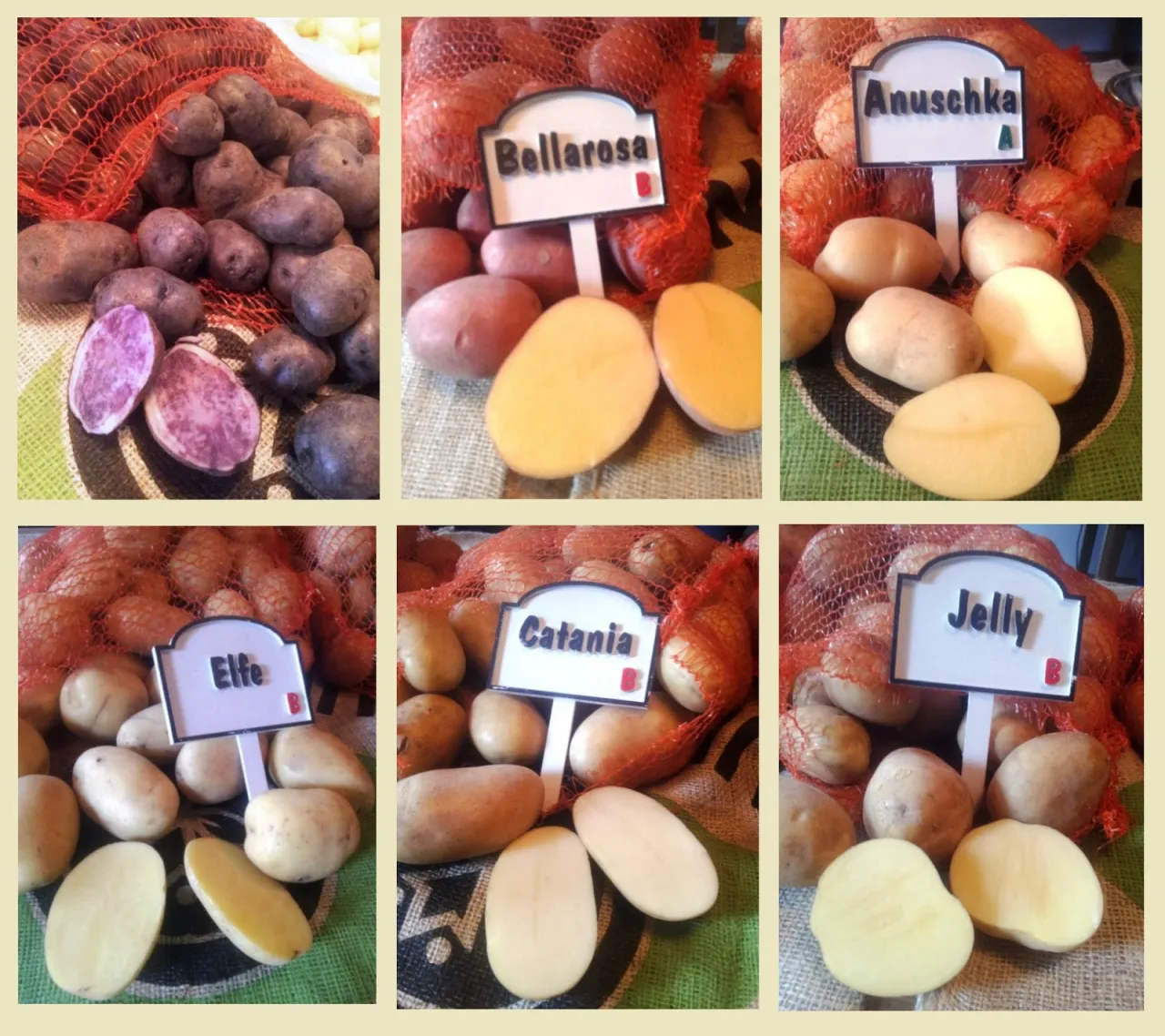 Rodzaje ziemniak&oacute;w kulinarnych typ A B C infografika