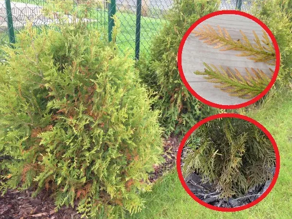 zdrowa i usychająca tuja porównanie