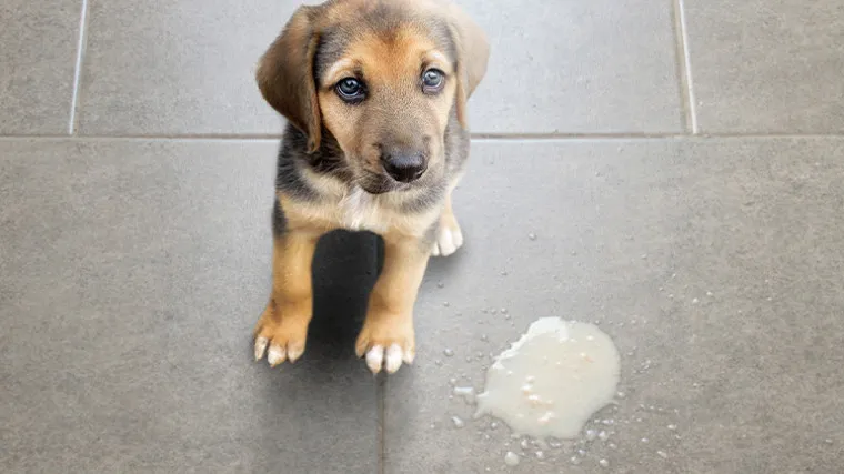 pies w dobrej kondycji po odrobaczeniu