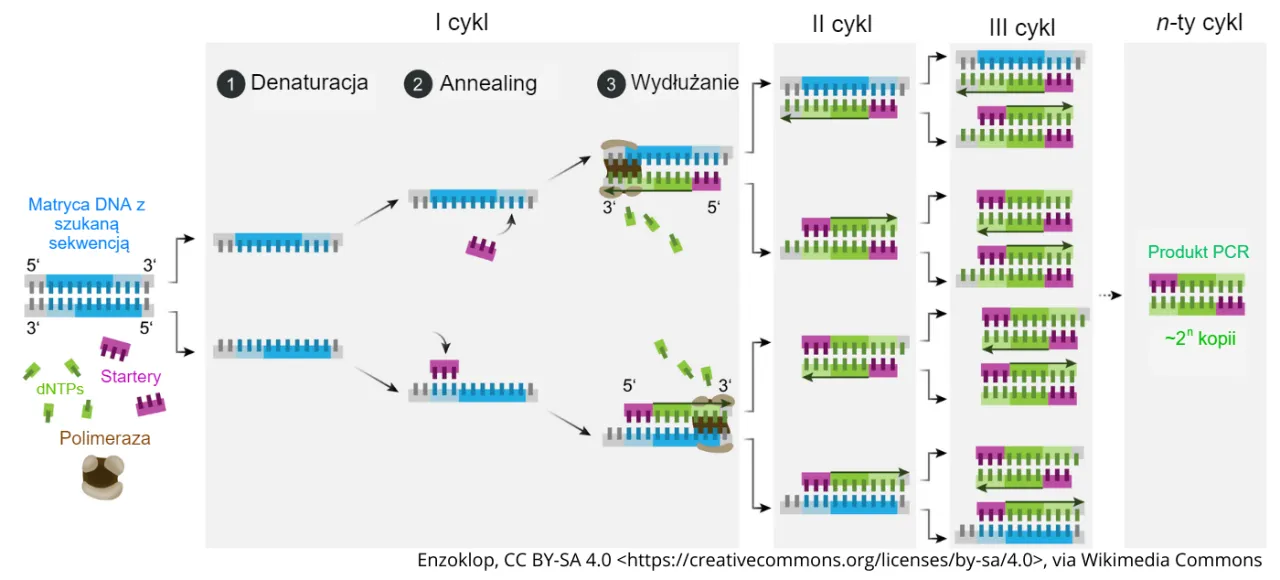 schemat działania badania PCR