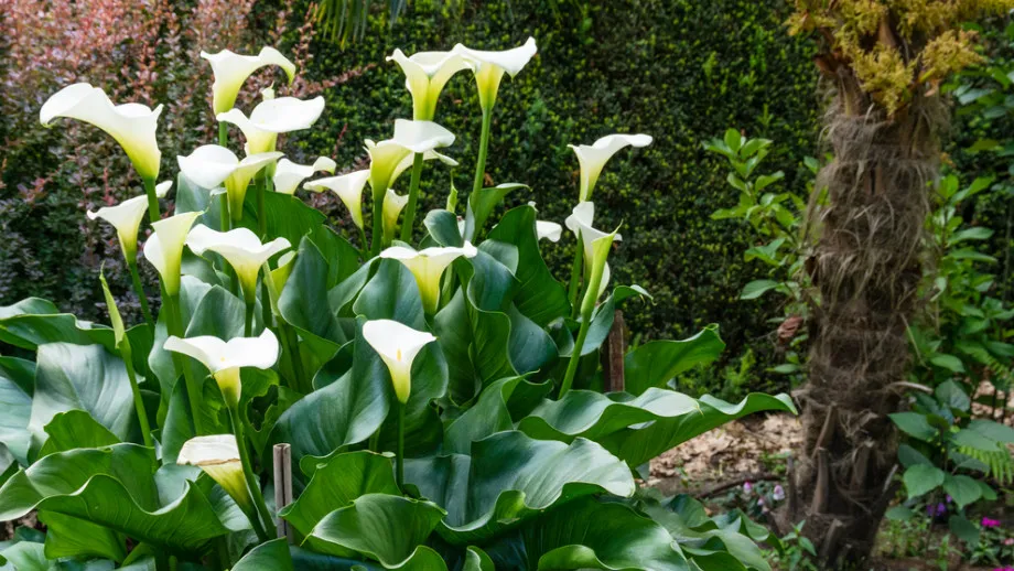 kalia ogrodowa kwitnąca w ogrodzie