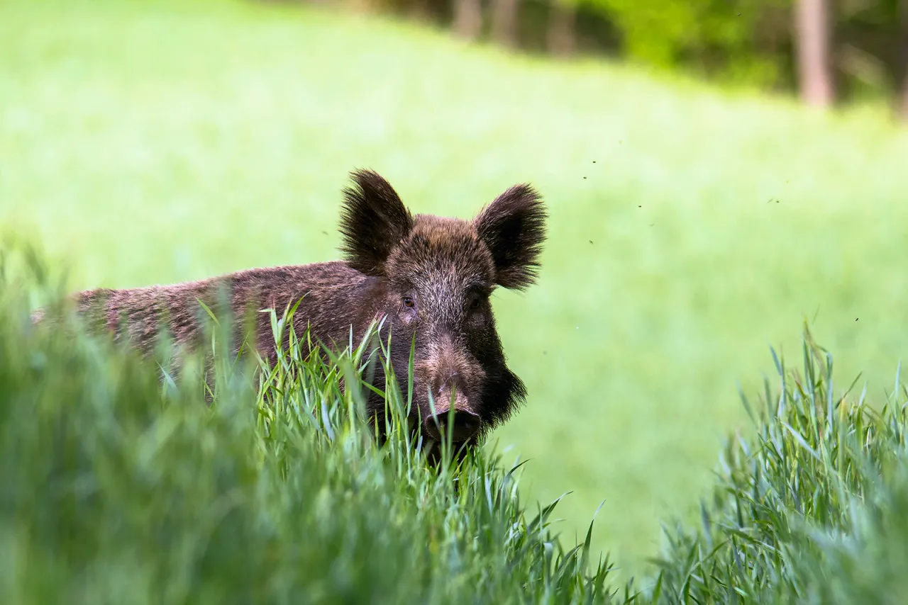 Dziki dzik w trawie. Czy myśliwi będą mieli płacone za odstrzał dzików?