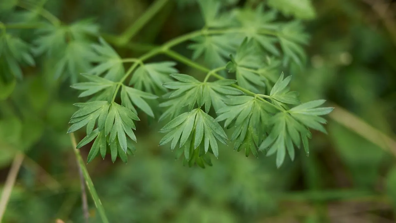 Zdjęcie blekotu pospolitego - cała roślina i zbliżenie na liście