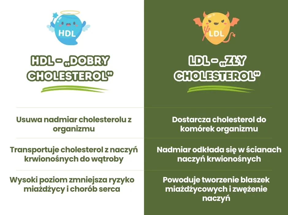 cholesterol dobry zły infografika