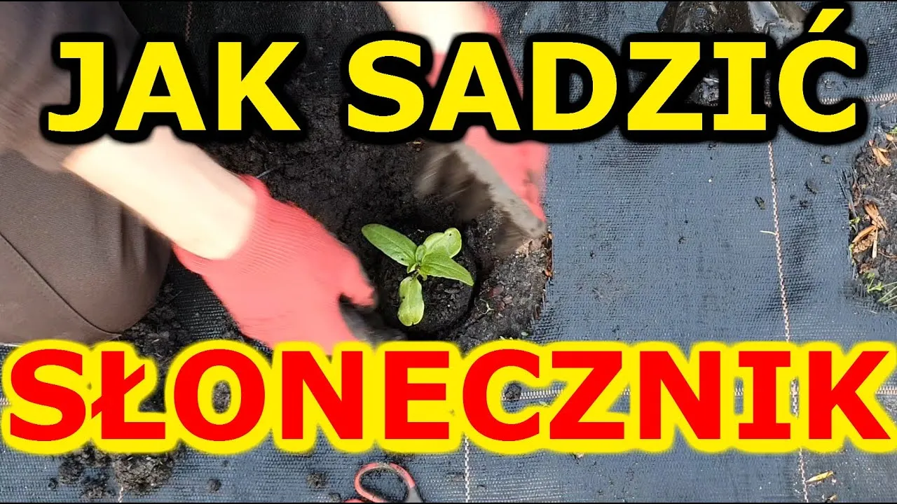 Zdjęcie Kiedy sadzić słonecznik jadalny, aby uniknąć przymrozków i zapewnić wzrost