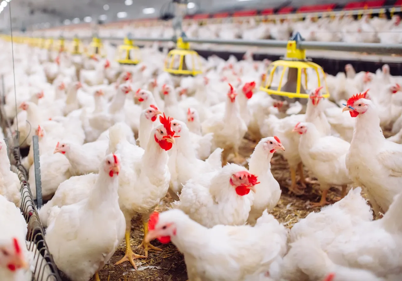 Wyb&oacute;r świeżego drobiu w sklepie