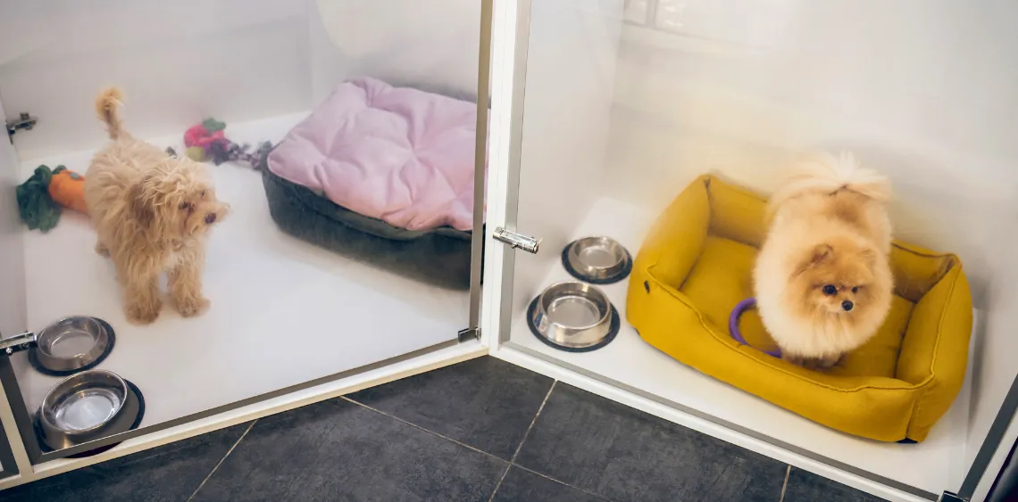 pies w hotelu dla zwierząt, r&oacute;żne rasy ps&oacute;w