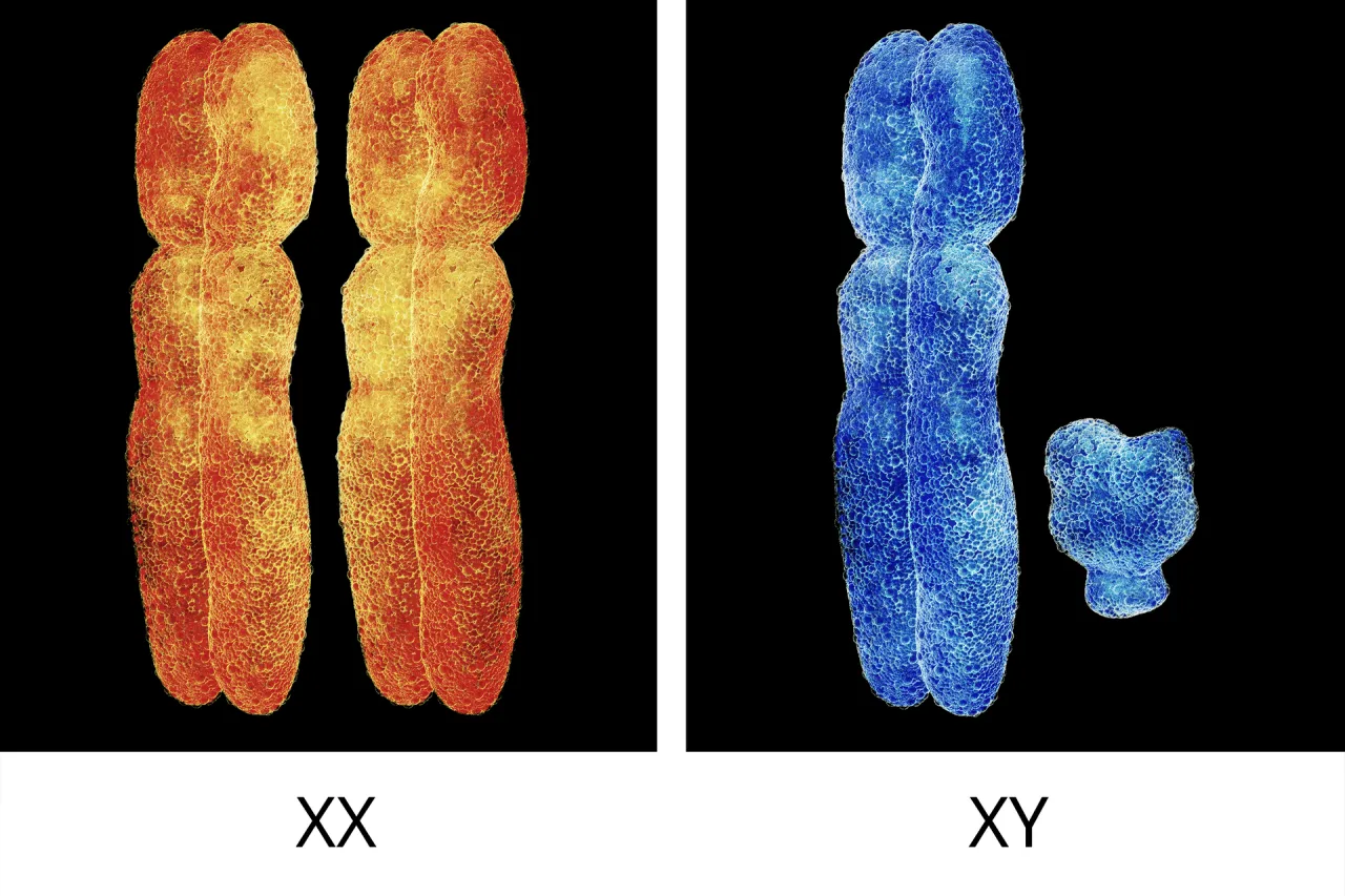 chromosomy płci XX XY por&oacute;wnanie