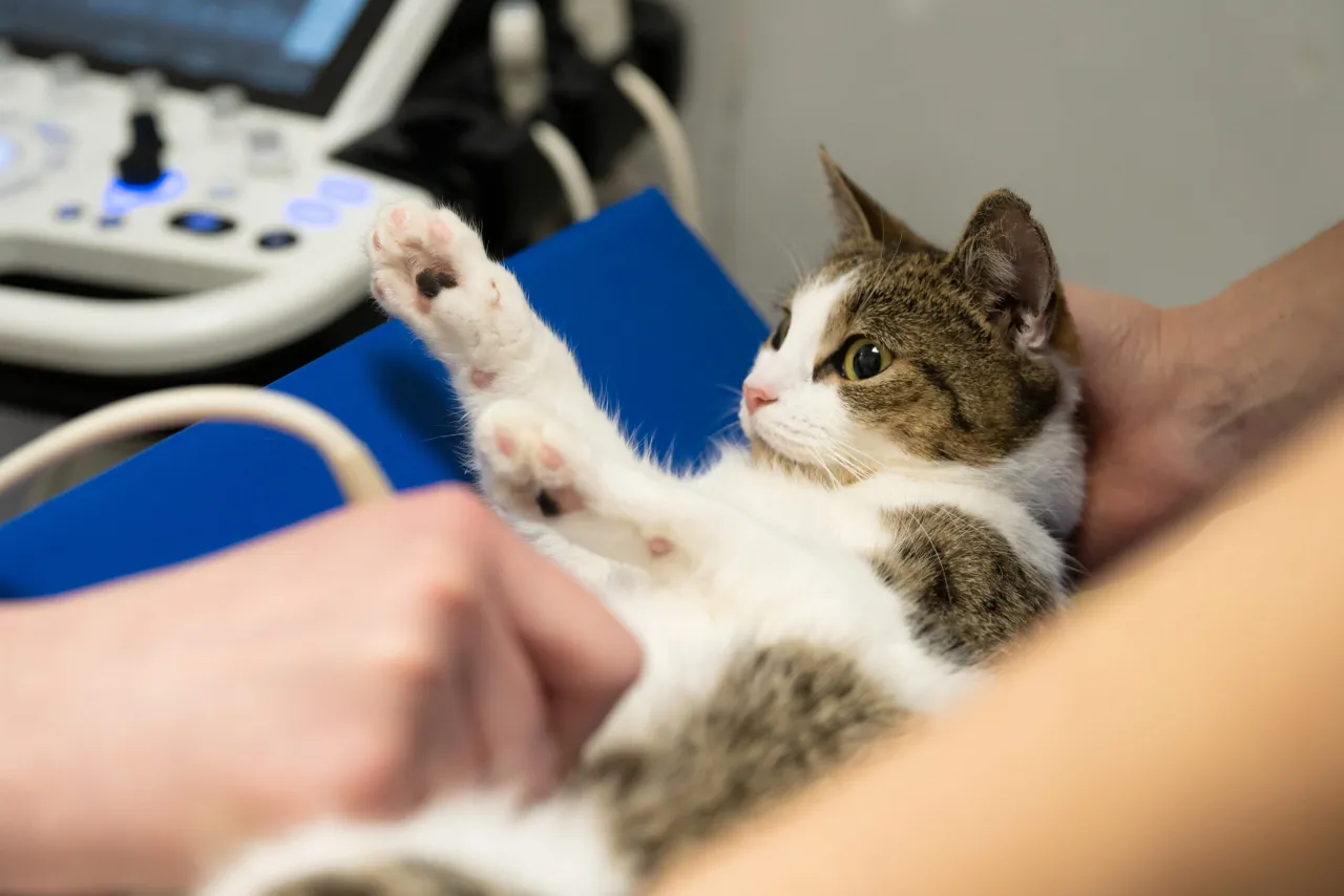sterylizacja kotki, weterynarz z kotem