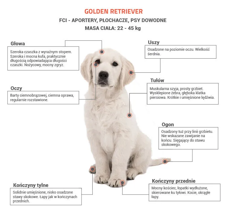 schemat chorób genetycznych labrador golden retriever