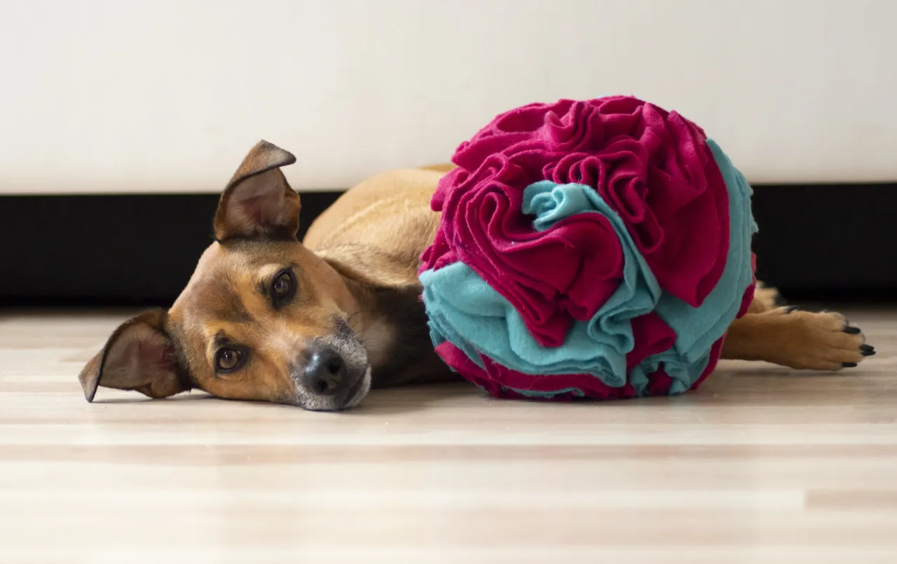 Kreatywne zabawki dla psa ze sznurka: piłka, węchowa, z dodatkami