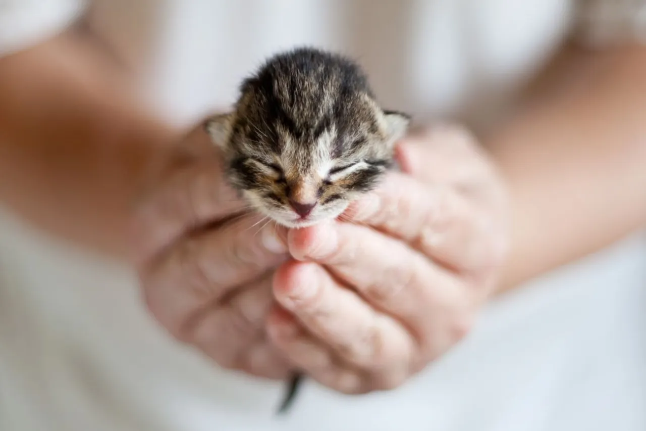kocięta otwierające oczy